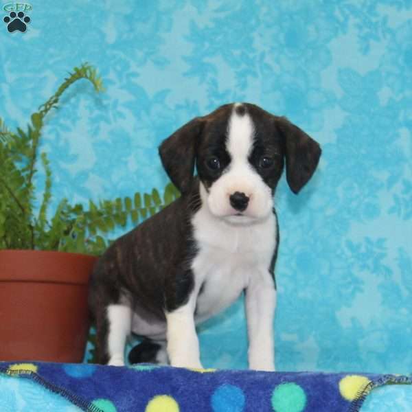 Bubbles, Boston Terrier Mix Puppy